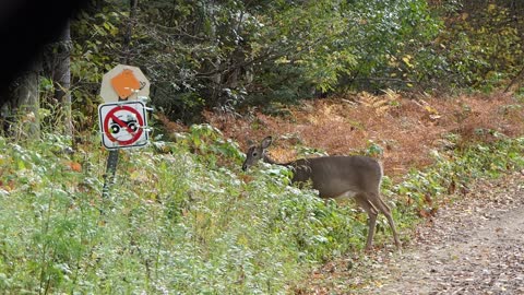 Wisconsin White Tail Deer (Doe) Grazing