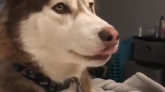 Wow, this dog can be talked to