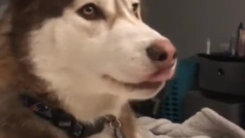 Wow, this dog can be talked to