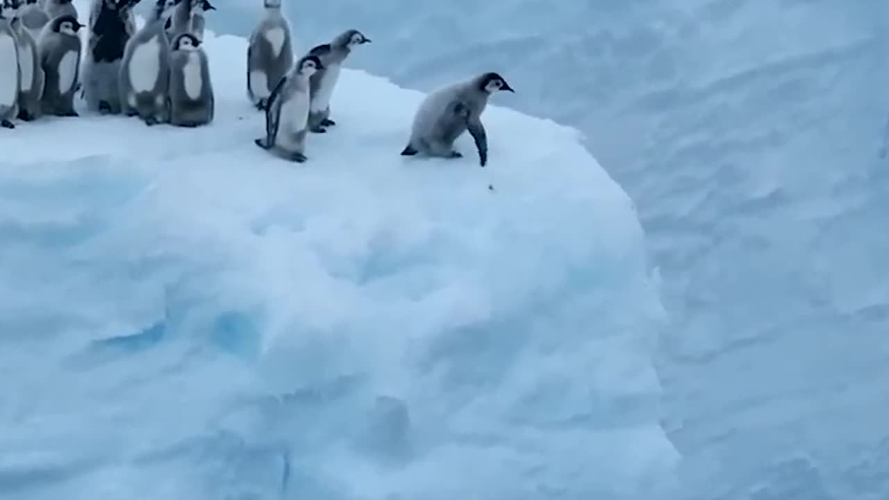 So beautiful penguin video