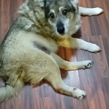 Delilah the dog loves her asparagus