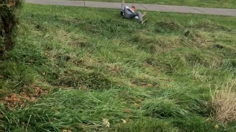 Man chases other man with golf club man falls
