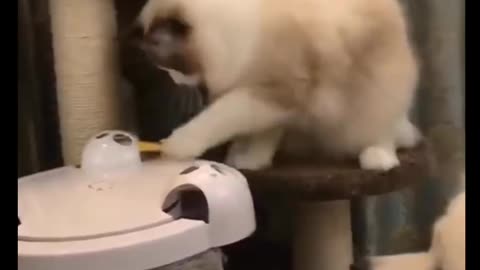 Cat Comedy Video Cat Funny video Part52 #CatShort #CatVideo