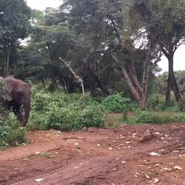 Big bull elephant walking towards its baby during a terrifying close encounter