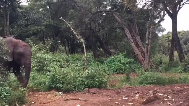 Big bull elephant walking towards its baby during a terrifying close encounter