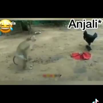 Funny Monkey & hen Videos