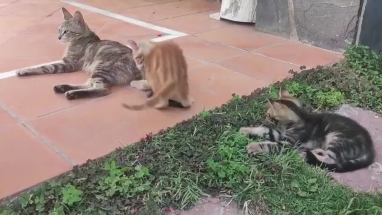 Cute Kittens Playing #10