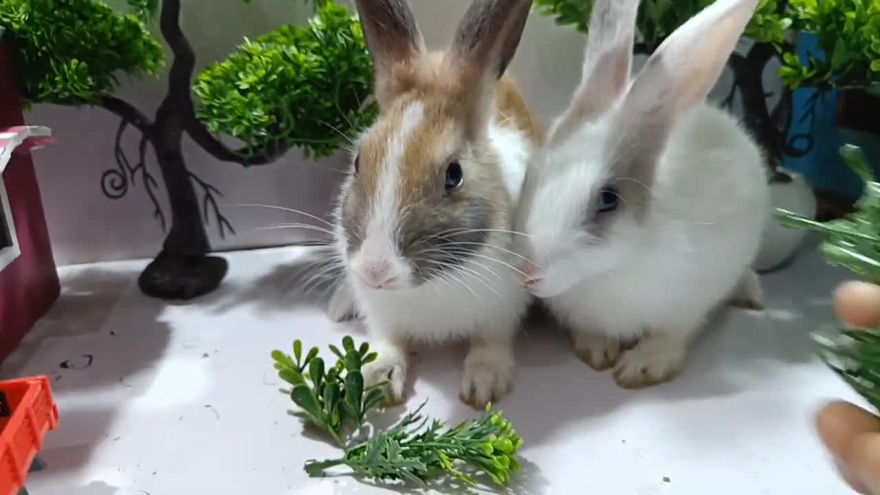 Miss Rabbits- Cute and Funny Rabbits Playing Video Compilation #6। crazy rabbit