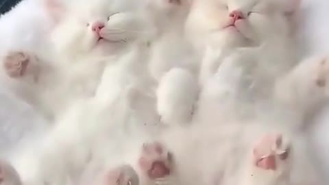 silly cats # record cats' daily life