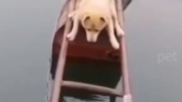 #Shorts Funny cute dog