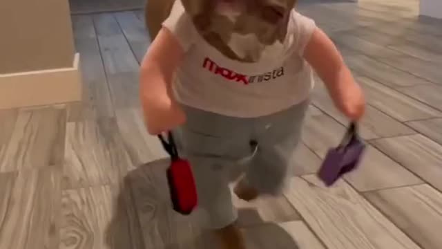 dog going on a shoping