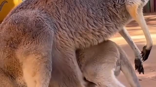 A Baby Kangaroos is Called a joey