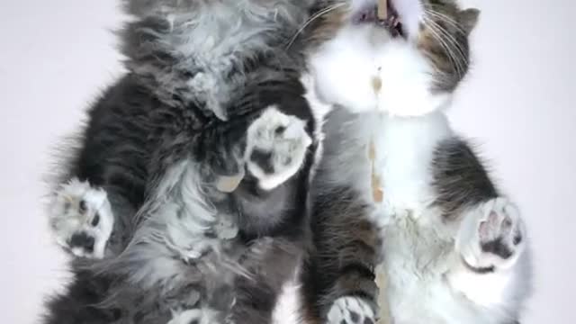 Cats racing on the glass table! Funny pov