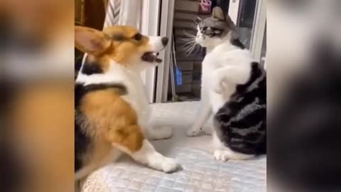 Funny cat 🐱🐈 video