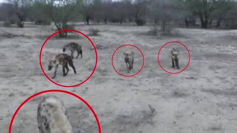 12 Hyena Encounters You Should Avoid Watching