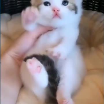 🐶 Look how cute they are i love everyone