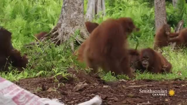 Baby Orangutans Learn How to Crack Coconuts_v144P