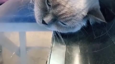 Милый котик
