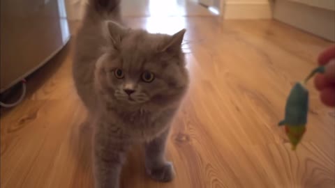 Confused Adorable Longhair Kitten 🐈‍⬛ Thinks He’s a Dog