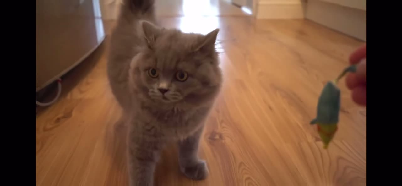 Confused Adorable Longhair Kitten 🐈‍⬛ Thinks He’s a Dog