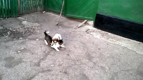 Dog and cat being best friends.