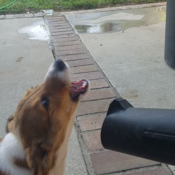 Buck N. Corgi Leaf Blower