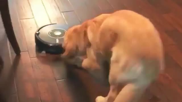 Wow Dog's funny video #top dogsvideo