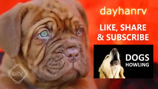 Dog lovers barking moment different sounds noise