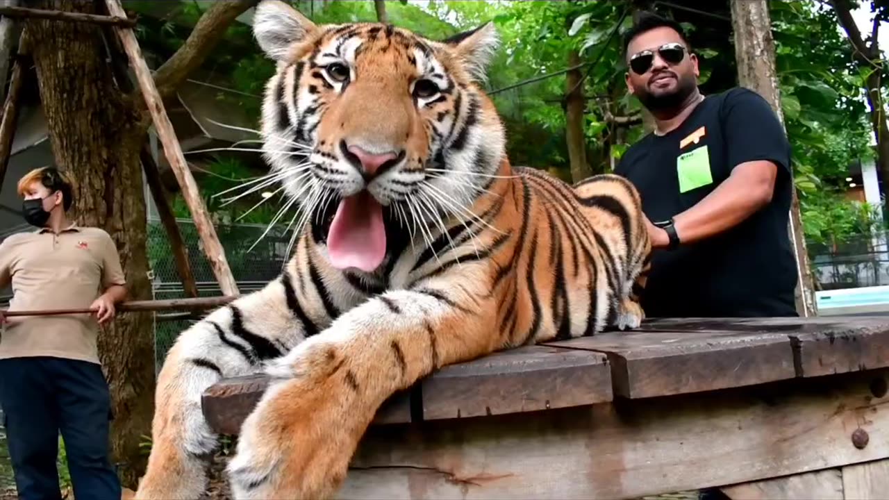 Thailand 🇹🇭 tigers 🐅