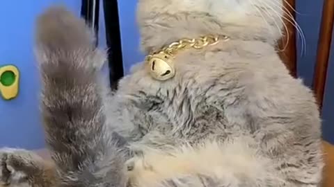 If they are sleepy, no one can stop them from sleeping!