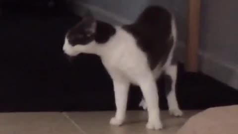 Cat wails at another cat