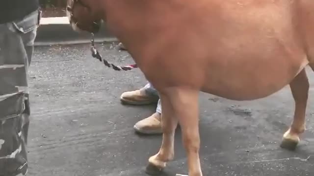 Collab copyright protection - tiny pony hooter girl fall off horse