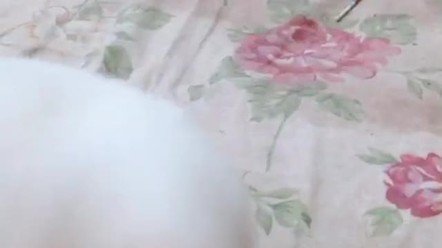 Baby funny cat videos