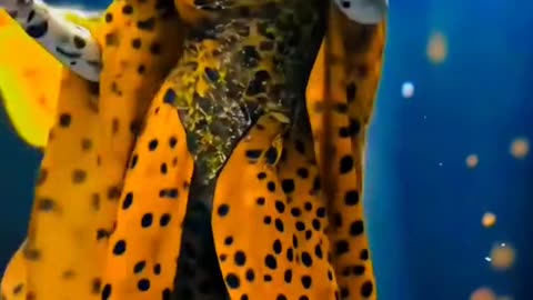 You can see a strange thing