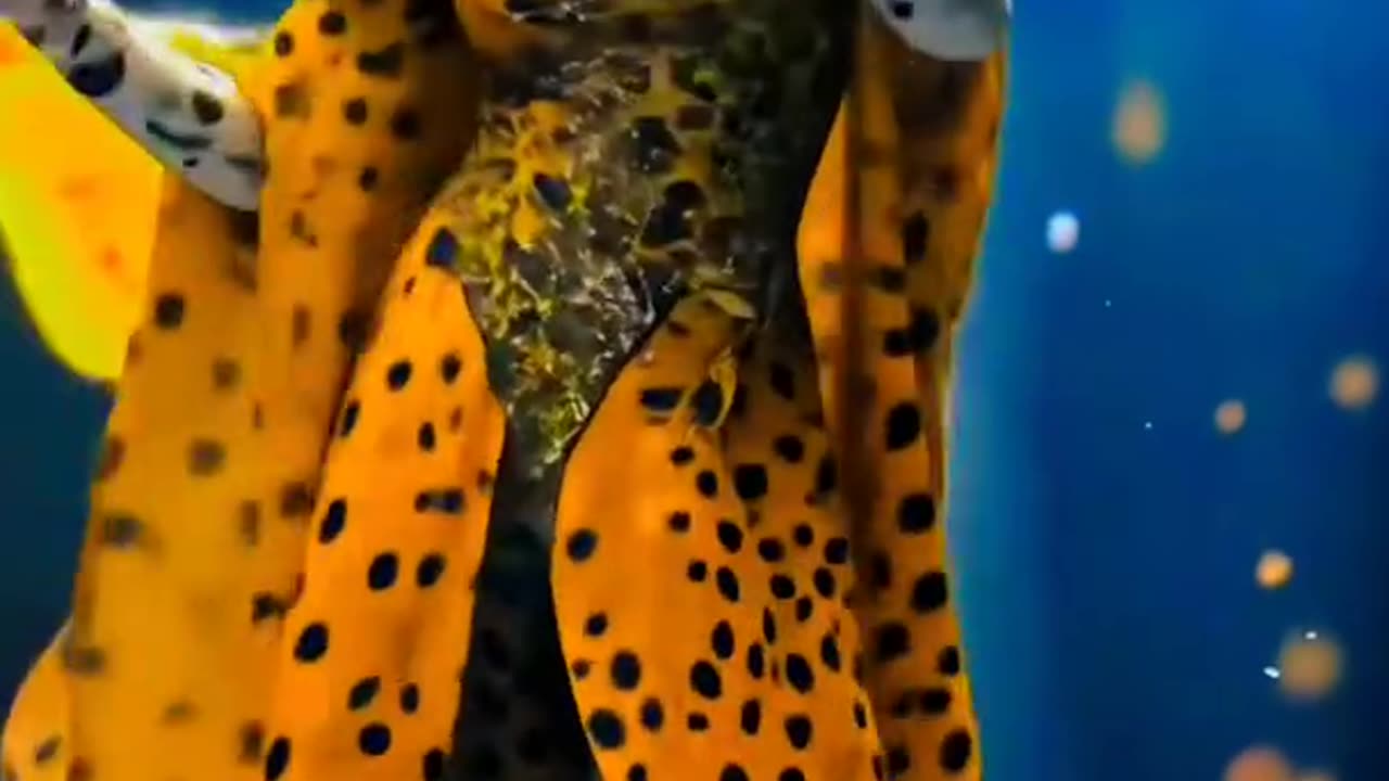 You can see a strange thing