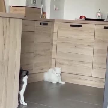 Proof that cats are adorable liquid!