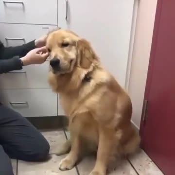 Clean the dog's ear. without pain. Clever trick at home. Watch to learn