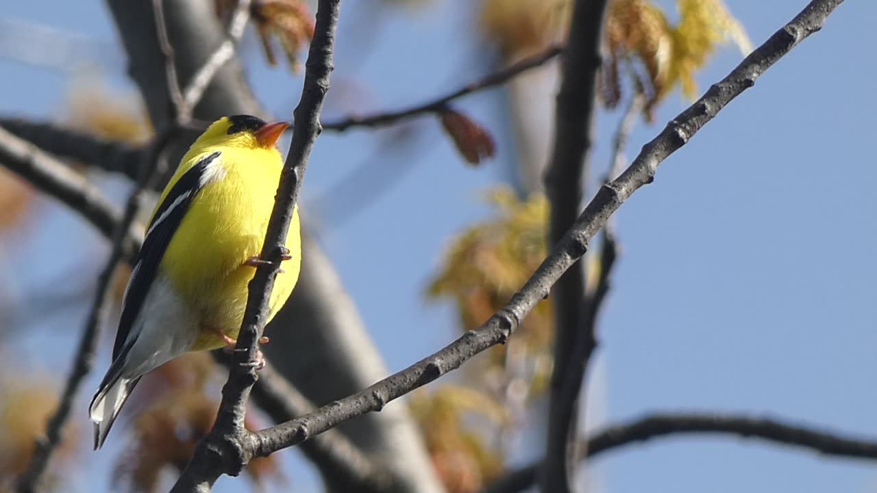 American Goldfinch Singing From Perch