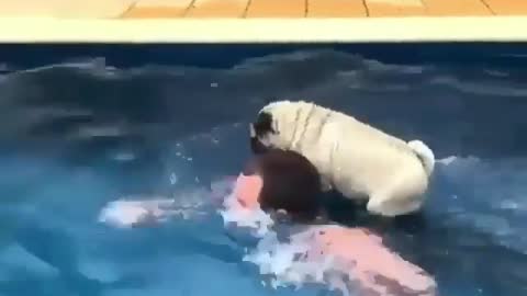 How puppy learned how to swimming