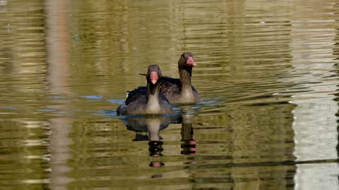 poultry goose