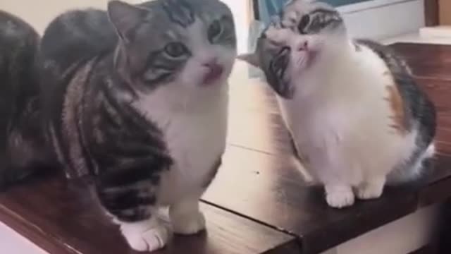 These Funny Cats Are Guaranteed to Make You Laugh!