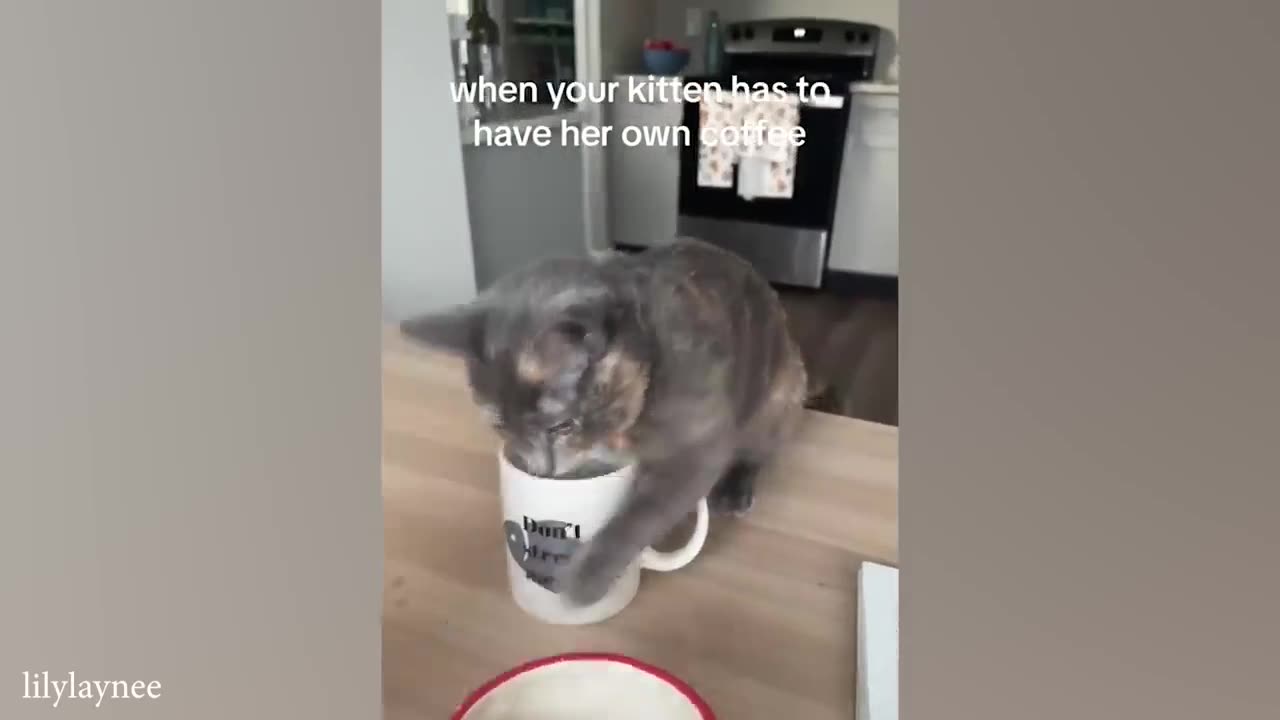 funny cat videos memes