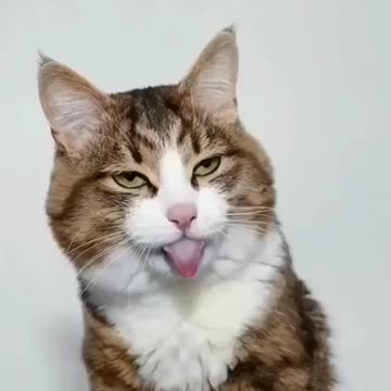 Beautiful photo of a kitty