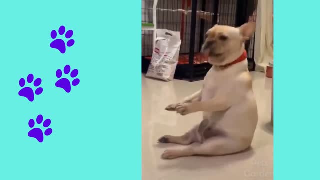 FUNNY DANCE DOG