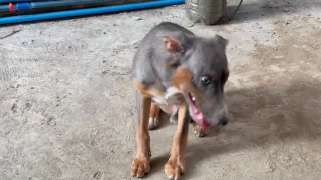 Doggo Tells His Sister Don’t You Dare!