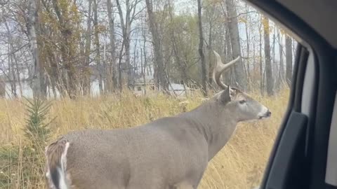 Deer is beside my car