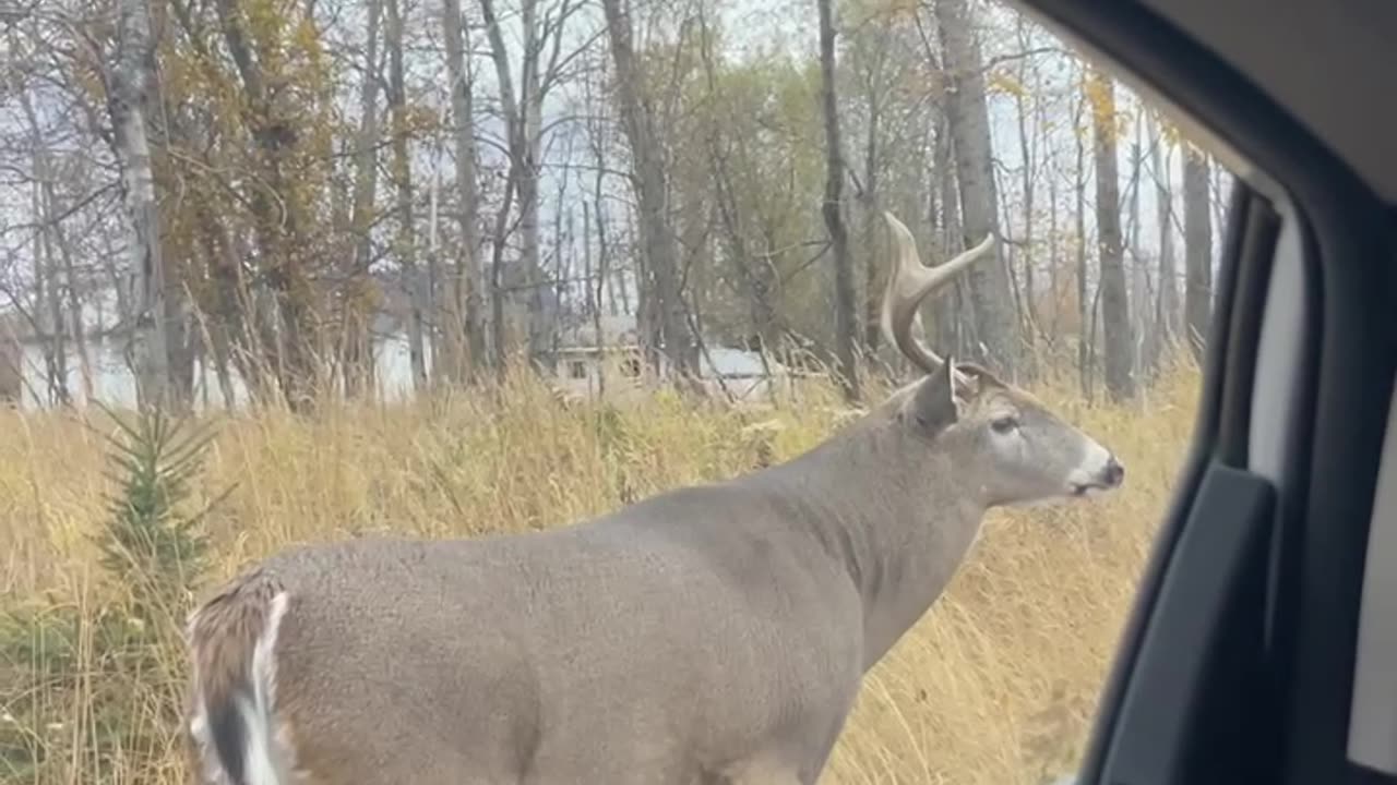 Deer is beside my car