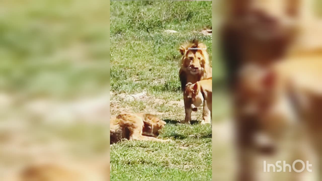 Lion fight with other lions