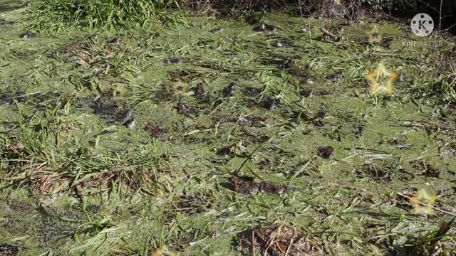 A flock of frogs floats in the water.