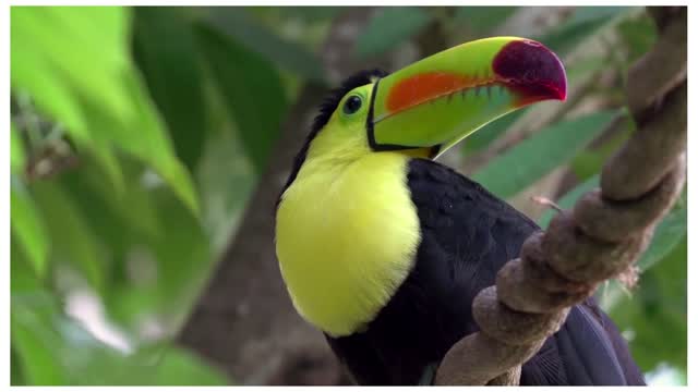 Green-billed Toucan.